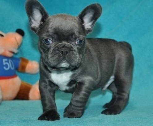 Pure Blue French bulldog for sale..